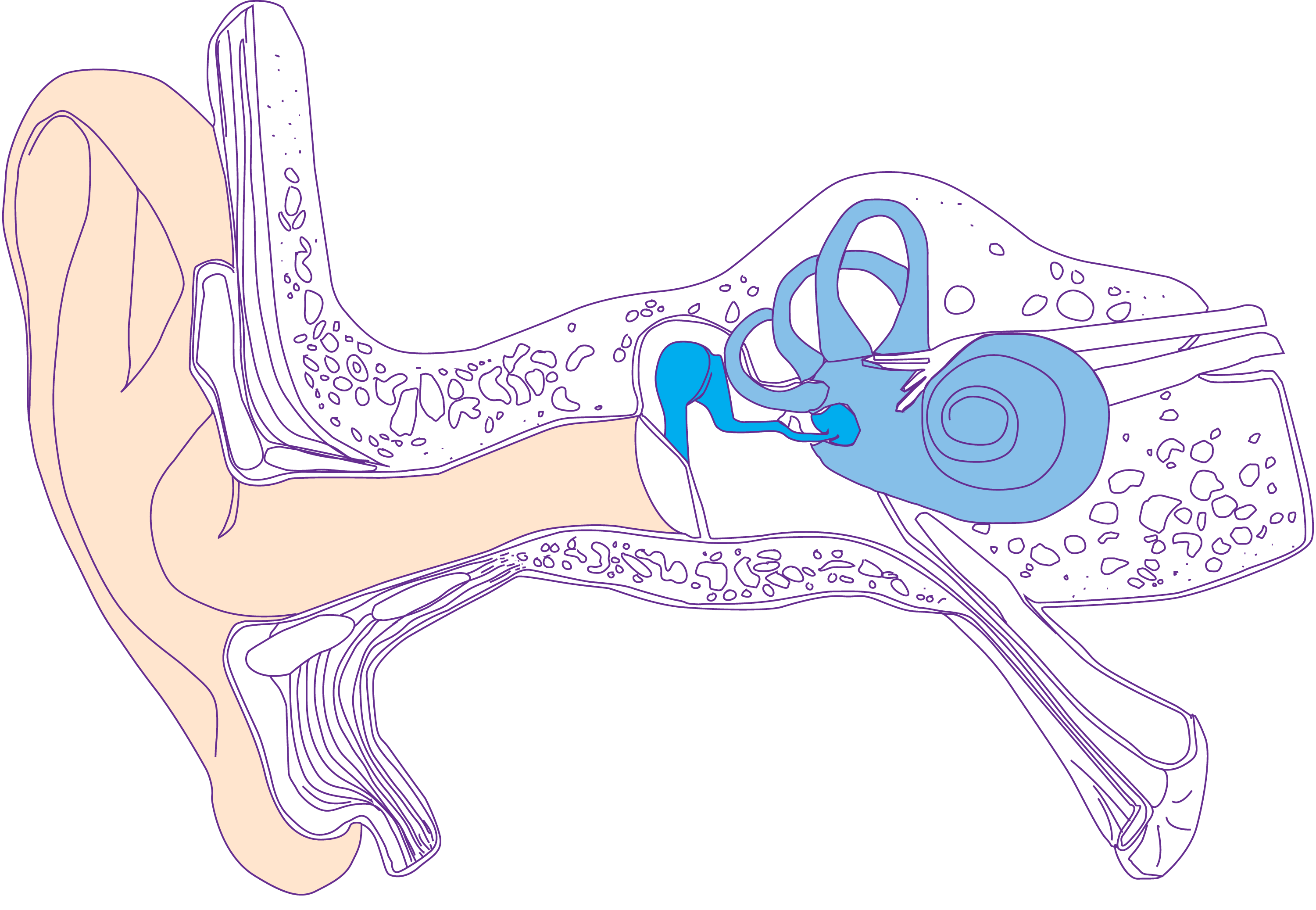 anatomia urechii